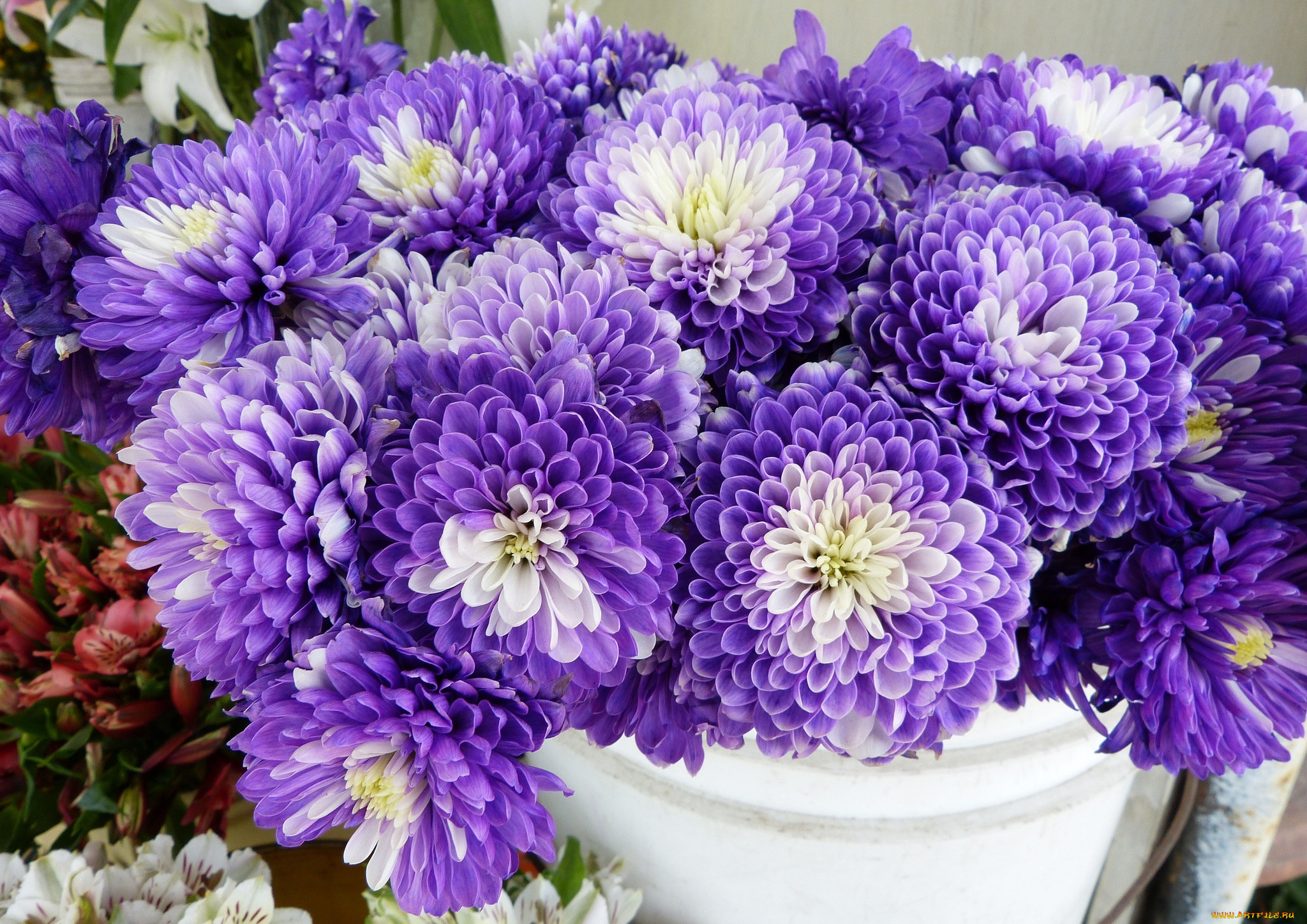 Красивые цветы хризантема. Хризантема Гилберт Пурпл. Хризантема Чусан Вайолет. Хризантема Bigoudi Purple.